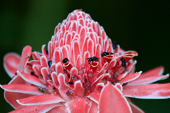 Bromelia Flower – Patricia Innocenti Photography